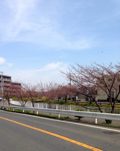 船橋　桜情報